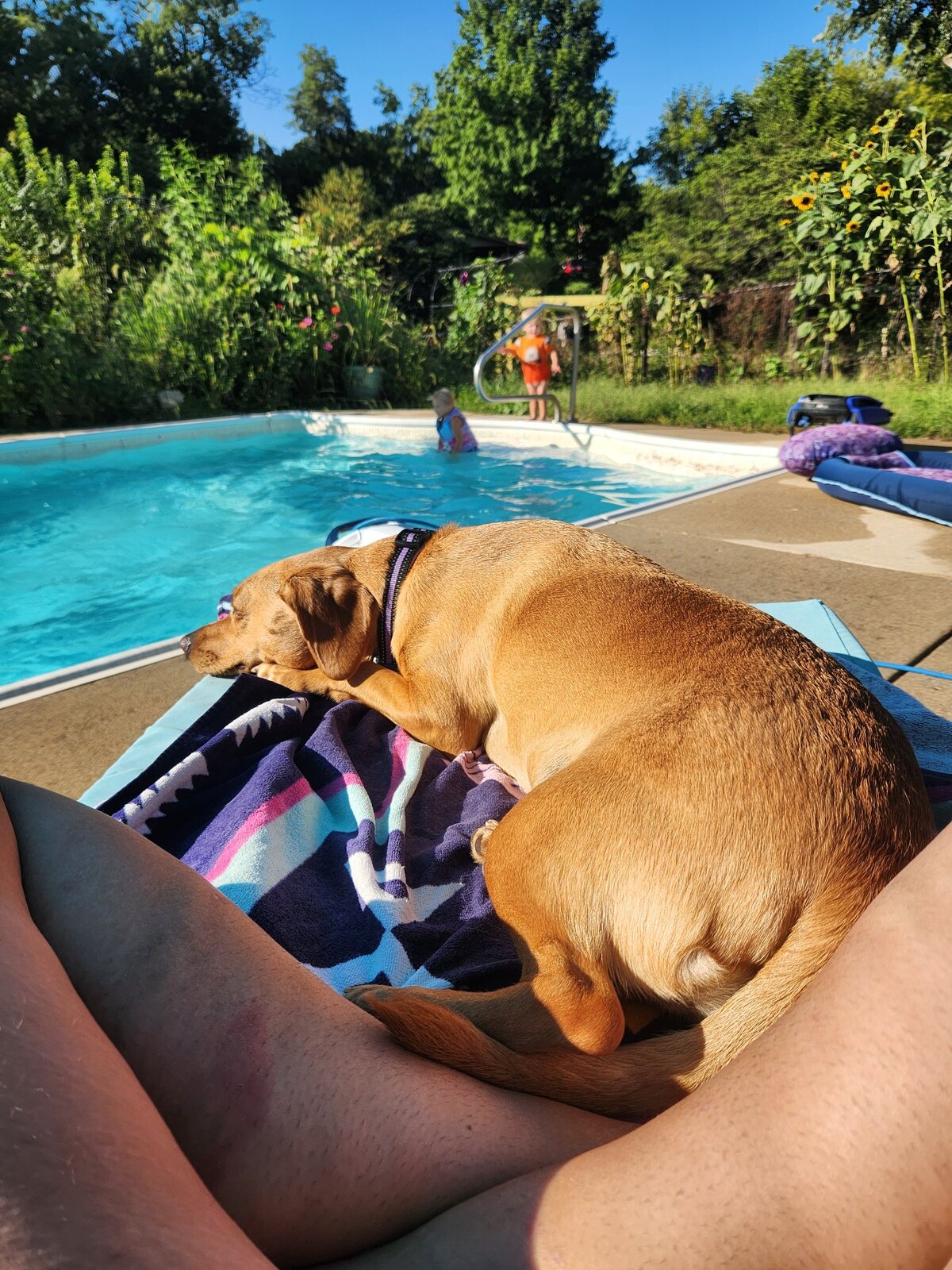 A family dog relaxing beside a neighborhood swimming pool